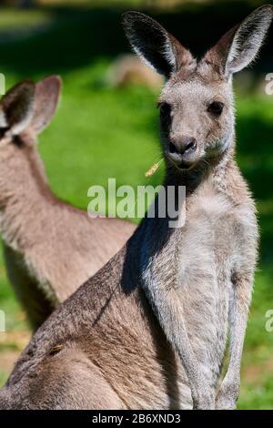 Red-necked wallaby (Macropus rufogriseus) Stock Photo