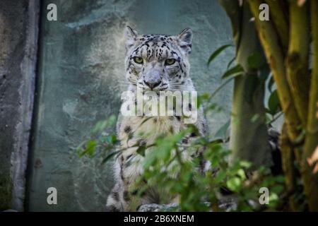 Snow leopard or ounce (Panthera uncia) Stock Photo
