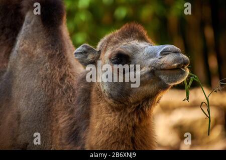 Bactrian camel (Camelus bactrianus) Stock Photo