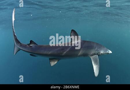 Blue shark swimming in the blue. Scientific name: Prionace glauca.  Natural habitat. South Africa.