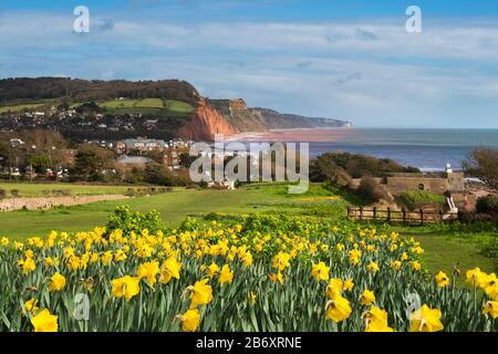 Sidmouth, Devon, UK.  12th March 2020.  UK Weather.  Daffodils in bloom next to the South West Coast Path at Sidmouth in Devon on a day of warm spring sunshine and occasional showers.  Picture Credit: Graham Hunt/Alamy Live News Stock Photo