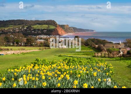 Sidmouth, Devon, UK.  12th March 2020.  UK Weather.  Daffodils in bloom next to the South West Coast Path at Sidmouth in Devon on a day of warm spring sunshine and occasional showers.  Picture Credit: Graham Hunt/Alamy Live News Stock Photo