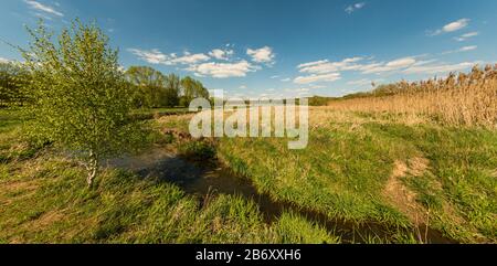 small creek, birch tree, reeds, blue sky, clouds, sytno Stock Photo