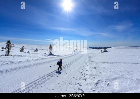 Young child speeding along cross country tracks at high altitude on a bright and sunny day Stock Photo