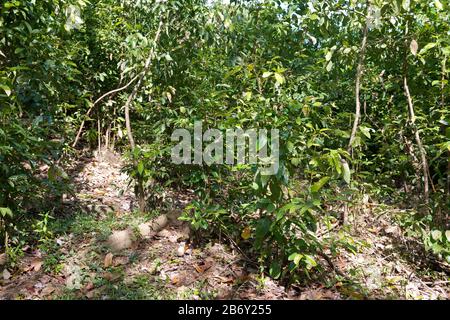 Sri Lanka, Southern Province, Sud du Sri Lanka, Süd Sri Lanka, South Sri Lanka, Mirissa Hills, plantation de cannelle, Zimtplantage, cinnamon plantati Stock Photo