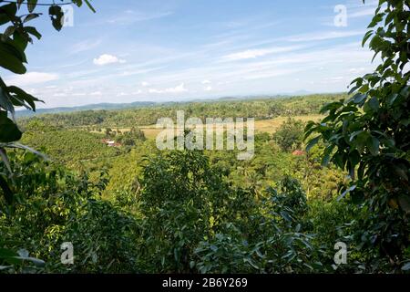 Sri Lanka, Southern Province, Sud du Sri Lanka, Süd Sri Lanka, South Sri Lanka, Mirissa Hills, plantation de cannelle, Zimtplantage, cinnamon plantati Stock Photo