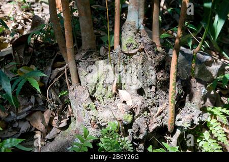 Sri Lanka, Southern Province, Sud du Sri Lanka, Süd Sri Lanka, South Sri Lanka, Mirissa Hills, plantation de cannelle, Zimtplantage, cinnamon plantati Stock Photo