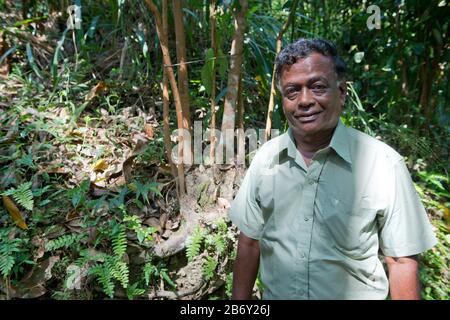 Sri Lanka, Southern Province, Sud du Sri Lanka, Süd Sri Lanka, South Sri Lanka, Mirissa Hills, plantation de cannelle, Zimtplantage, cinnamon plantati Stock Photo