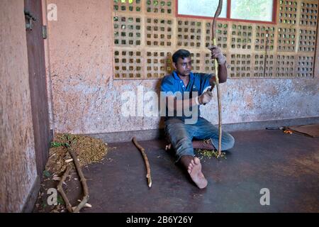 Sri Lanka, Southern Province, Sud du Sri Lanka, Süd Sri Lanka, South Sri Lanka, Mirissa Hills, plantation de cannelle, Zimtplantage, cinnamon plantati Stock Photo