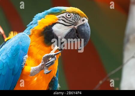 Blue and yellow Macaw Ara ararauna sitting on a branch and nibbling a branch Stock Photo