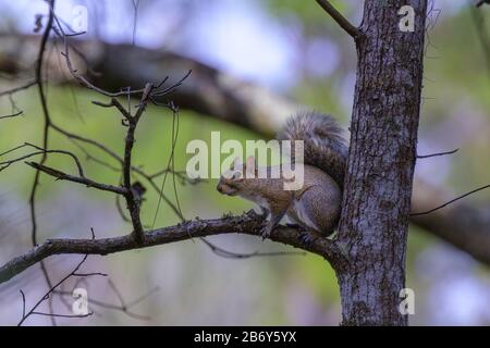 Small gray squirrel pearched on oak tree limb Stock Photo