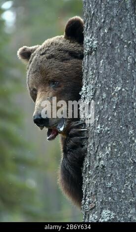 The bear is hiding behind a tree. Portrait close-up. Big Adult Male of Brown bear in the summer forest.  Scientific name: Ursus arctos. Natural habita Stock Photo