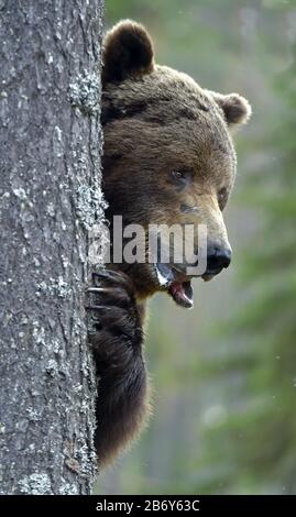 The bear is hiding behind a tree. Portrait close-up. Big Adult Male of Brown bear in the summer forest.  Scientific name: Ursus arctos. Natural habita Stock Photo