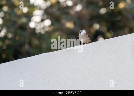 Spring is coming concept: closeup of a house sparrow (Passer domesticus) on a white wall with some white feathers in its beak because it is preparing Stock Photo