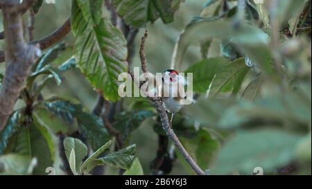 Spring is coming concept: closeup of a European goldfinch (Carduelis Carduelis) on a loquat branch with a tuft of white fur in its beak because it is Stock Photo