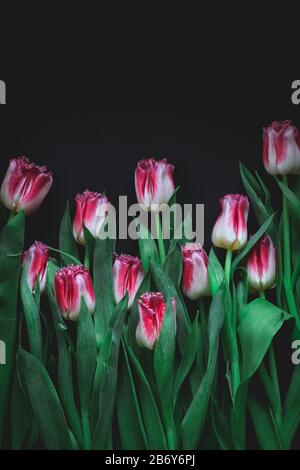 Pink tulips on a dark background. Minimal style flatlay Stock Photo