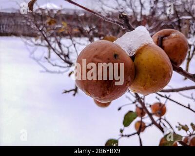 Closeup of apples with ice on them in the winter Stock Photo