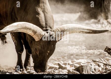 Closeup view of an ankole long horned bull Stock Photo