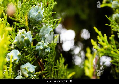 Closeup of thuja tree fruits Stock Photo