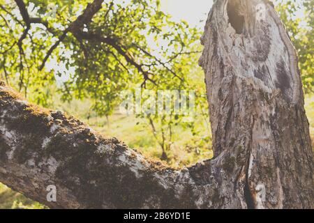 Vintage view of a large hole inside a walnut tree trunk with moss on a branch and tree garden in the background on a sunny day Stock Photo