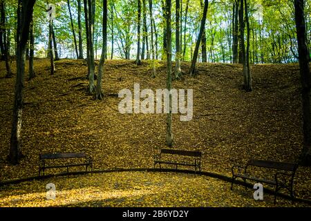 Nice view of an autumn forest with dead leaves on the ground and sun shining through the trees and three benches in front Stock Photo
