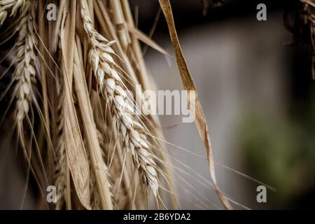 Closeup of wheat grains and leaves Stock Photo