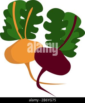 Colorful beets, illustration, vector on white background. Stock Vector