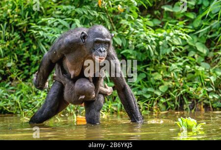 Bonobo Cub and Mother in the water.  The Bonobo, Scientific name: Pan paniscus. Stock Photo