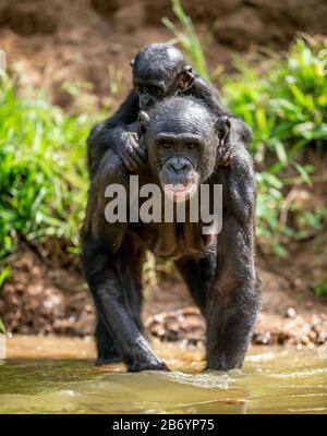 Bonobo Cub on the mother's back. Bonobos in the water.  The Bonobo, Scientific name: Pan paniscus. Stock Photo