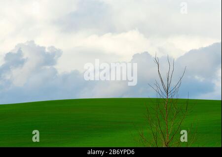 Copyspace available in this minimalist image of rolling green agricultural fields under cloudy skies.  The top of a tree, devoid of leaves, is in the Stock Photo