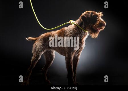 German wirehaired pointer sitting and stearign. Stock Photo
