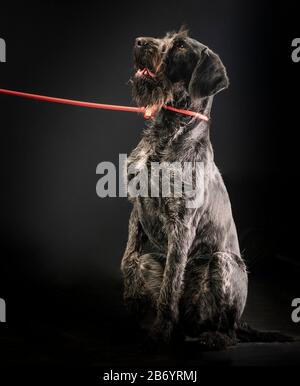 German wirehaired pointer sitting and stearign. Stock Photo
