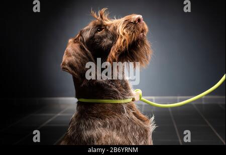 German wirehaired pointer sitting and stearign. Stock Photo