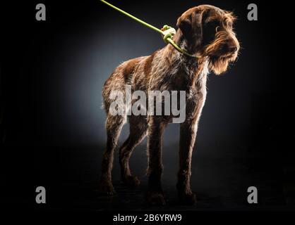 German wirehaired pointer sitting and stearign. Stock Photo