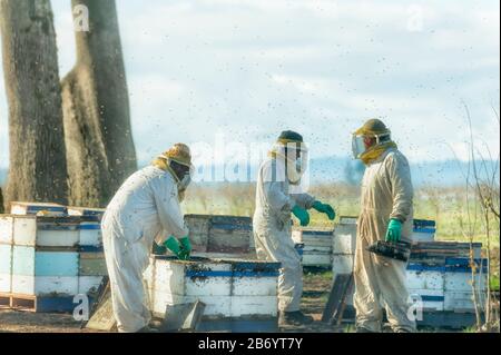 Amity, Oregon, USA - March 12, 2015:  Shot through a car window of bee keepers at work. Stock Photo