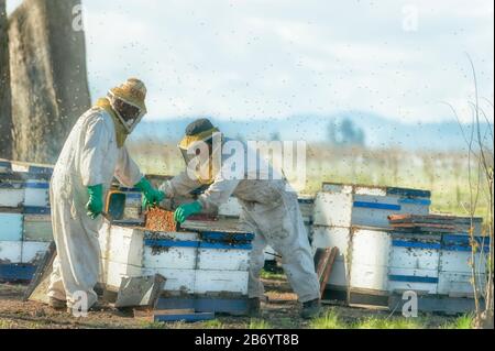 Amity, Oregon, USA - March 12, 2015:  Shot through a car window of bee keepers at work. Stock Photo