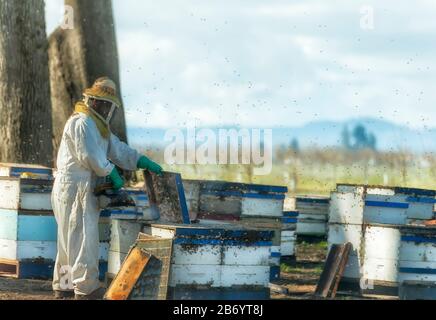 Amity, Oregon, USA - March 12, 2015:  Shot through a car window of bee keepers at work. Stock Photo