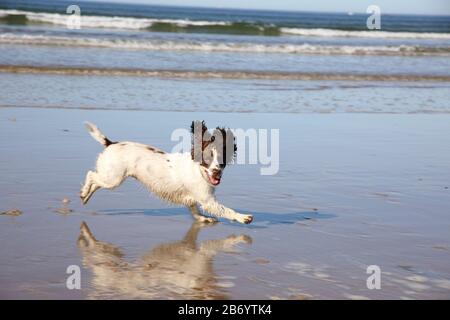 working cocker spaniel on the beach Stock Photo