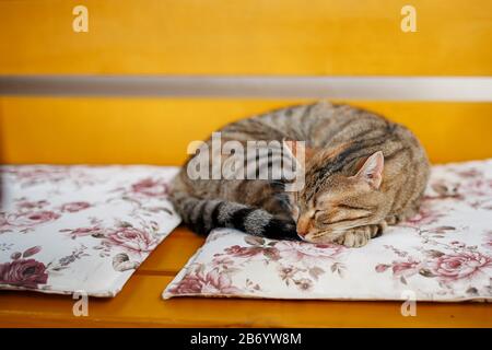A tiger cat sleeps sweetly on an orange bench, curled up in a ball. Turkey Cat Paradise Stock Photo