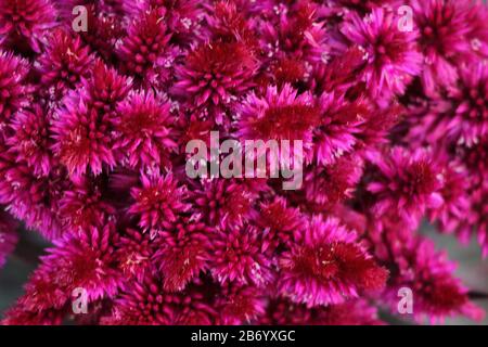 Beautiful decorative red Chrysanthemums, sometimes called mums or chrysanths, flowers in the autumn garden. Flora and flowers, Love and romance concept. Selective of focus Stock Photo