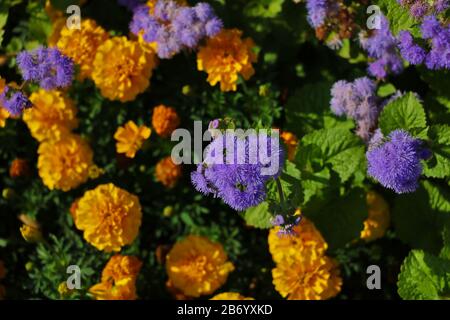 Beautiful violet flowers in the garden, top view Stock Photo