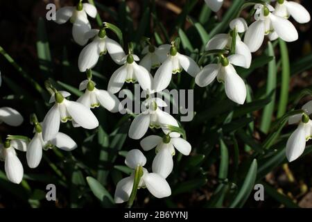 The first tender spring flowers in the open air. View from above. Galanthus nivalis, snowdrop, common snowdrop Stock Photo