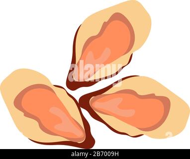 Sea oysters, illustration, vector on white background. Stock Vector