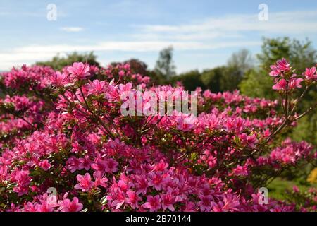 Rhododeneron amoenum evergreen flowering Azalia flowers Stock Photo
