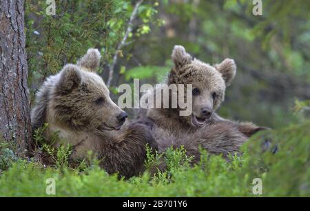 Cub of Brown Bear lying on his back with his paws raised in the green grass in the summer forest. Green pine forest natural background,  Scientific na Stock Photo