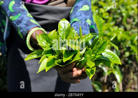 Sri Lanka, Nuwara Eliya, tea plantation, tamil woman with tea leaves in hands Stock Photo