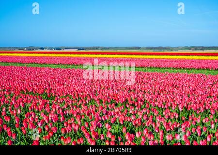 Netherlands, North Holland, Den Helder. Rows of colorful flowering tulips in a bulb field in spring. Stock Photo