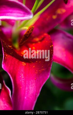 Close-up of the stamen and pollen of a reddish purple Oriental hybrid lily Close-up of the stamen and pollen of a reddish purple Oriental hybrid lily