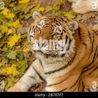 portrait of young tiger laying on leafy ground in zoo Stock Photo