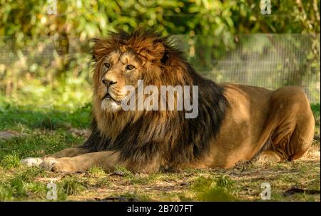lion male laying on grassy ground in zoo pilsen Stock Photo